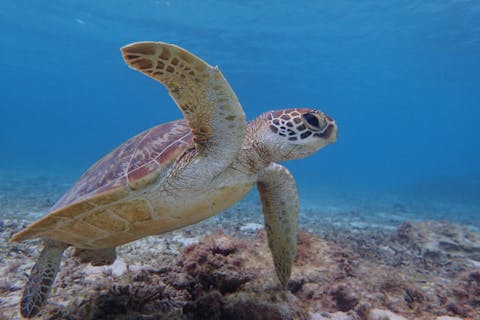 【半日・午前or午後・ビーチ】ウミガメに会える★ビーチシュノーケリング