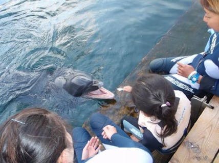 【1日・5時間】あこがれのイルカと一緒に泳ごう！ドルフィンスイムツアー★