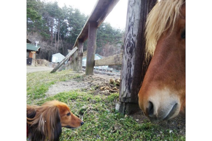 ホワイトサドル