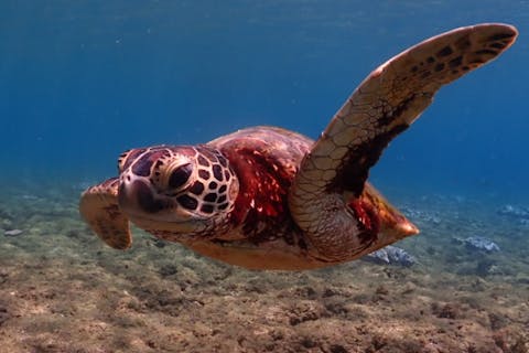 【ウミガメと一緒に泳ぐ事を目的とした】初心者専門店『夢心地』が案内するシュノーケリング！【60分をベースに延長も可能！！】7:30/13:00の半日ツアー(3～4時間)