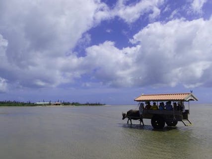 【西表島・マングローブカヌー】トレッキング＆由布島水牛車観光も楽しめるお得なプラン！