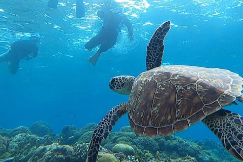 【沖縄・慶良間諸島・シュノーケリング】シュノーケリング+ウミガメ探検ツアー♪