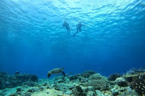 【沖縄・慶良間諸島・シュノーケリング】午後便・当日予約OK！国立公園の慶良間諸島で、ウミガメに会いに行こう