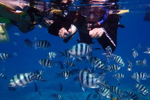 【沖縄・慶良間諸島・シュノーケリング】午後便・当日予約OK！那覇出発！ファミリーで楽しむケラマブルーの海中世界