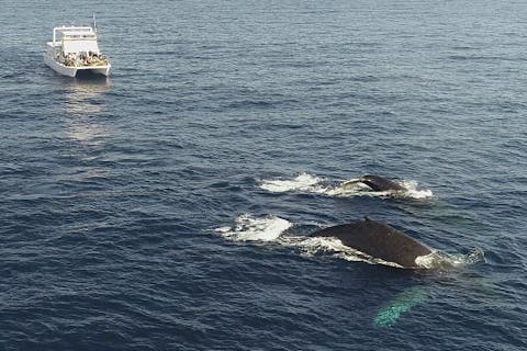 【那覇発・ホエールウォッチング】☆1人1席確約！全席前方向き☆当日撮影した写真プレゼント☆揺れに強いカタマラン船+現地で快適クルーズ3点セット販売中！