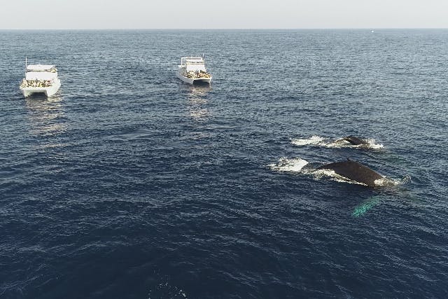 ☆午後便割！！【那覇発・ホエールウォッチング】当日予約OK！☆1人1席確約！全席前方向き☆写真プレゼント☆揺れに強いカタマラン船+現地で快適クルーズ3点セット販売中！