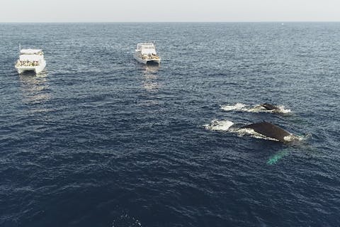 ☆午後便割！！【那覇発・ホエールウォッチング】当日予約OK！☆1人1席確約！全席前方向き☆写真プレゼント☆揺れに強いカタマラン船+現地で快適クルーズ3点セット販売中！