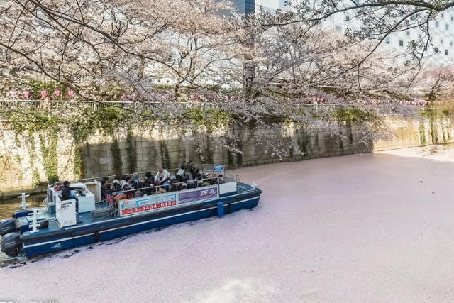 【乗合・東京・お花見クルーズ】桜の季節と言えば！目黒川でお花見クルーズ！＜3月16日～4月7日＞