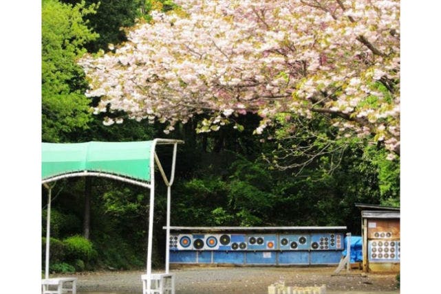 春は桜が山を彩ってくれます。満開の花の下でアーチェリーを楽しみましょう！