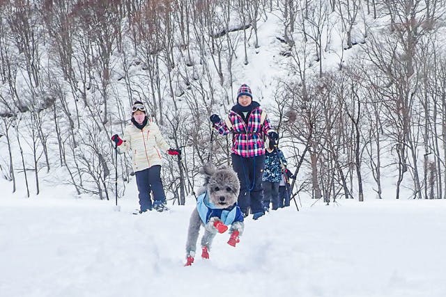 【群馬・みなかみ・スノーシュー】ワンちゃんと一緒に雪遊びを楽しもう！ドッグスノーシューツアー半日
