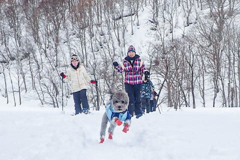 【群馬・みなかみ・スノーシュー】ワンちゃんと一緒に雪遊びを楽しもう！ドッグスノーシューツアー半日