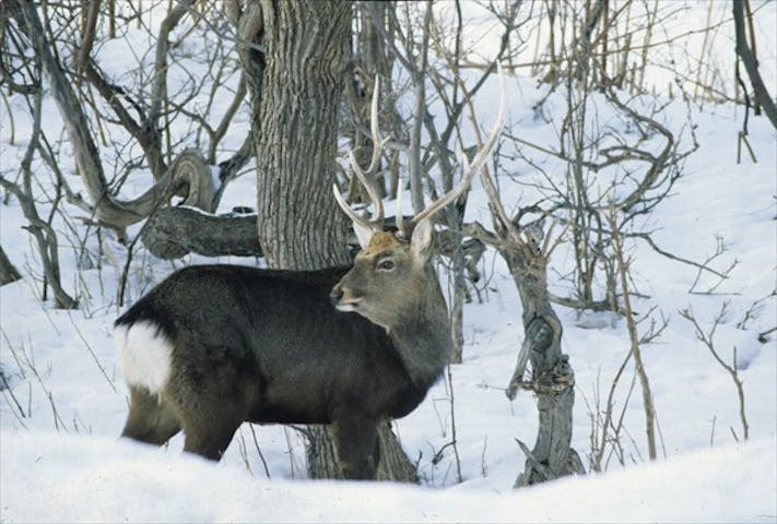 半日 動物の痕跡を探してみよう フレペの滝スノーシューイング アソビュー 半日 動物の痕跡を探してみよう フレペの滝スノーシューイング アソビュー
