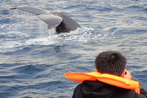 【那覇発・半日・PM便】ホエールウォッチングツアー 20,000名の乗船実績！｜那覇市内無料送迎サービスあり