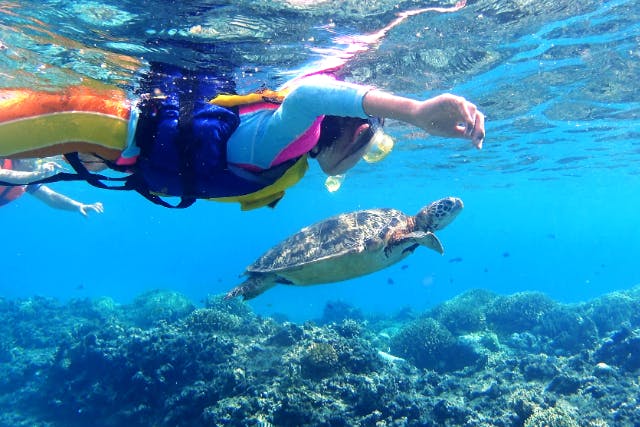 【沖縄・那覇・ホエールウォッチング】＜2026/2/1～2026/3/31限定＞渡嘉敷島ウミガメシュノーケリングツアー＆ホエールウォッチングツアー