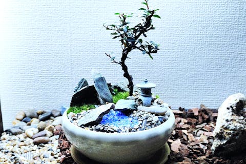 【新宿・はじめての(装飾石)盆栽】自然素材で飾る☆盆栽づくり！ 当店人気プラン♪