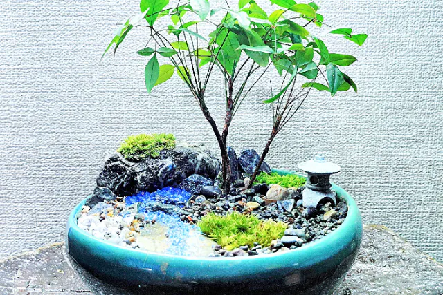 新宿・はじめての(装飾石)盆栽】自然素材で飾る☆風景盆栽づくり