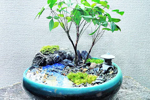 【新宿・はじめての(装飾石)盆栽】自然素材で飾る☆風景盆栽づくり！ 当店人気(限定企画)プラン♪