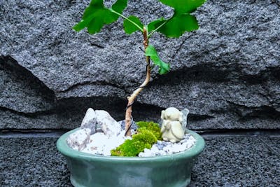 健康的な盆栽セット