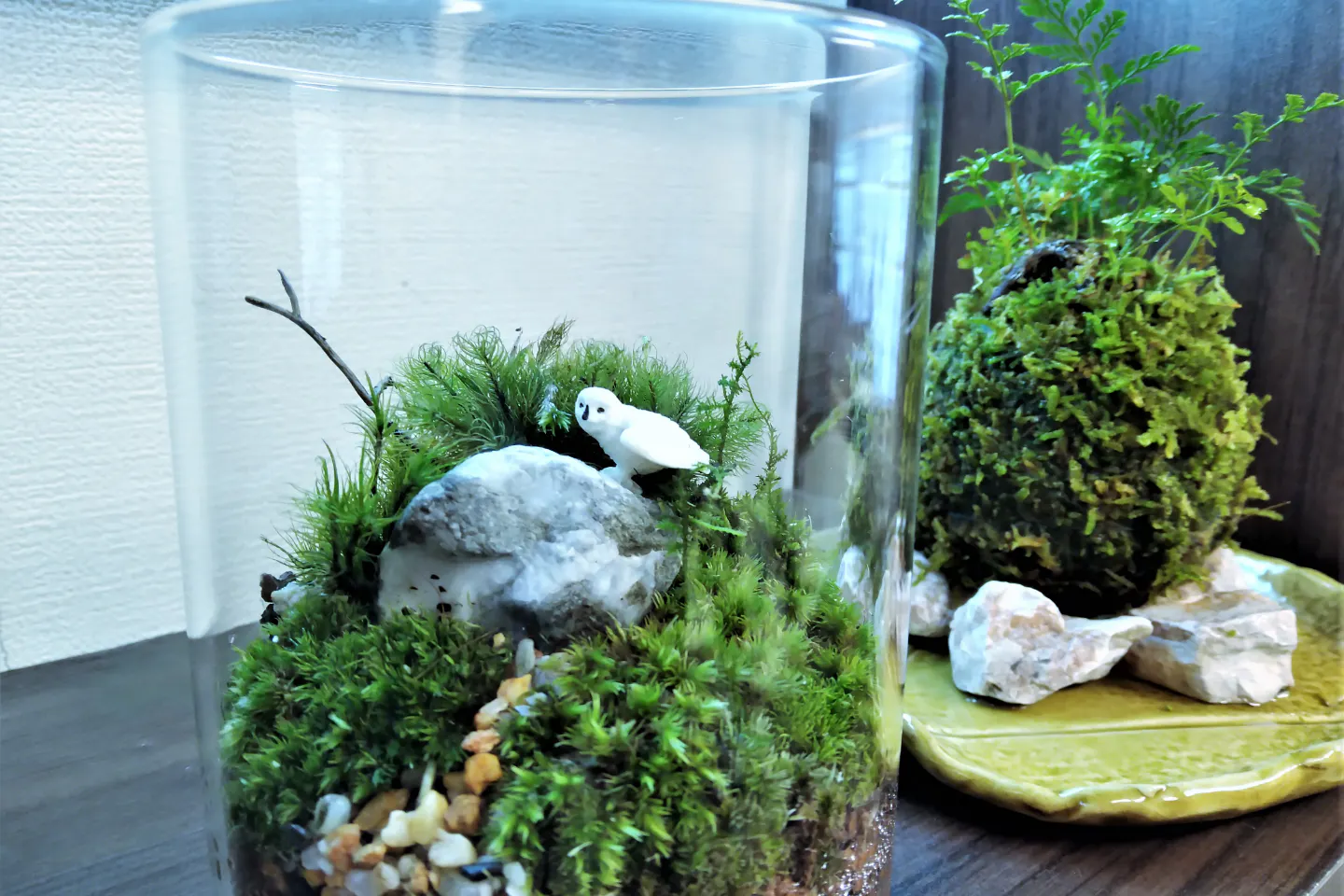 新宿 苔玉作り 苔と触れ合う1日 苔玉 苔テラリウム作り アソビュー