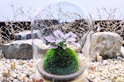 新宿・苔で彩る空間】ガラスドームで飾る☆お洒落苔玉(創作体験