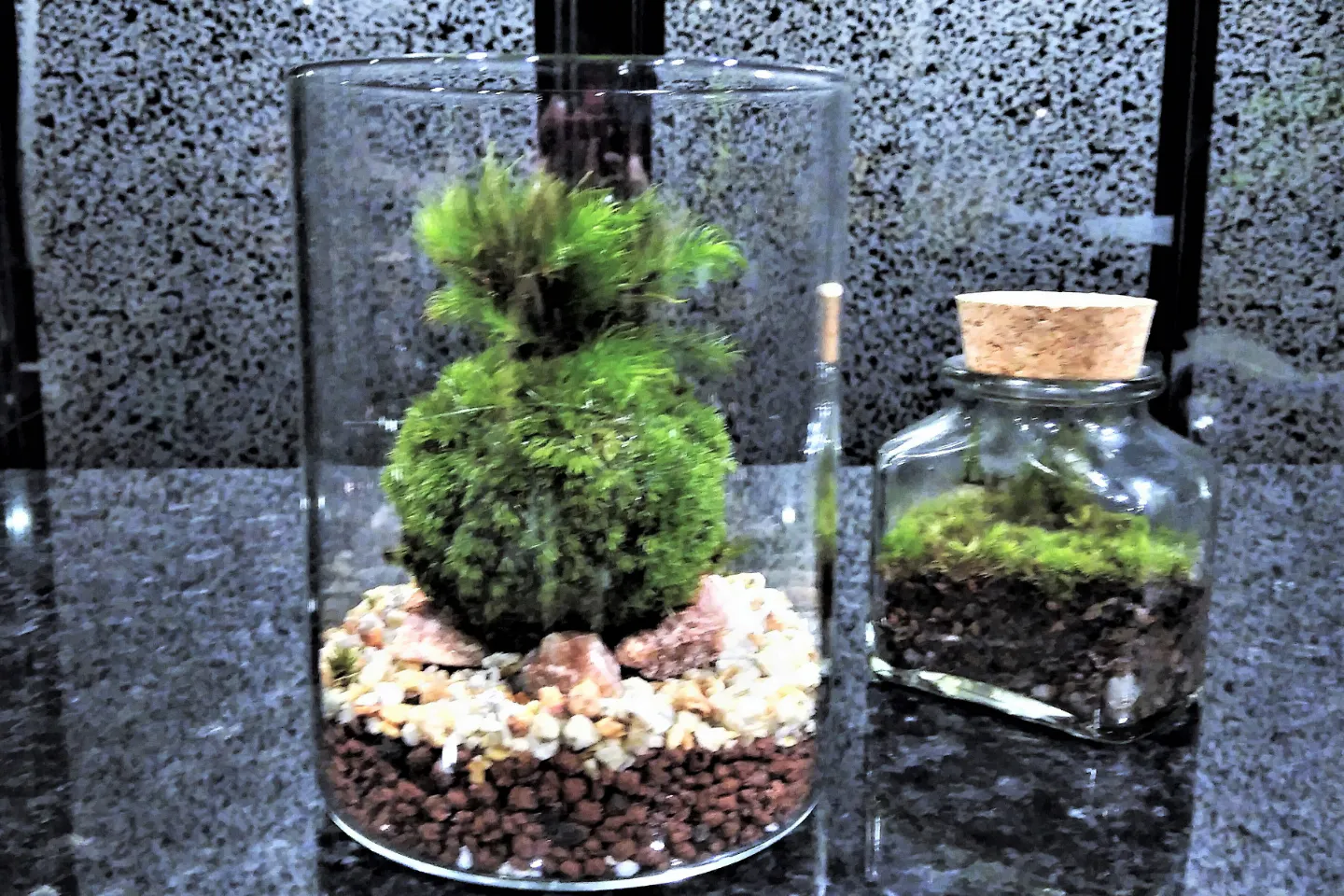 新宿 苔玉作り 天然苔をお部屋に飾る お洒落なグラス苔玉 アソビュー