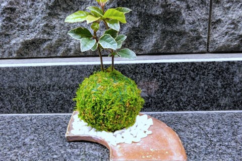 【新宿・苔玉づくり】器で映える☆季節の苔玉づくり！当店人気プラン♪