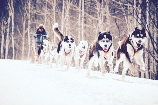 アウトライダーへようこそ。冬の北海道を本格的な犬ぞりで楽しみましょう！