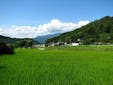 三国山の自然を守るため、農業にも取り組んでいます。青々とした稲が風に揺れます。