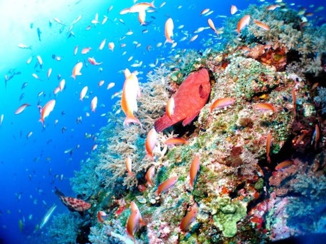 30 割引 ジョイクリエイト沖縄ティーダ ネット予約ならアソビュー