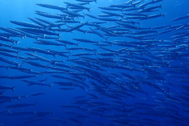 【大阪発・ライセンス取得】※先着50名※ 早割プラン！オープンウォーター講習（レンタル器材無料！）