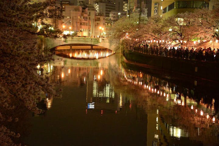 横浜 夜桜クルーズ 夜空の下で ほのかに輝く桜を満喫 大岡川夜桜クルーズプラン アソビュー