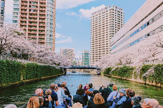 【乗合・目黒川お花見クルーズ】満開の桜を船上から楽しもう！