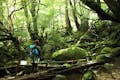 GREEN MOUNT（グリーンマウント）へようこそ。幻想的な屋久島の森を歩きましょう。
