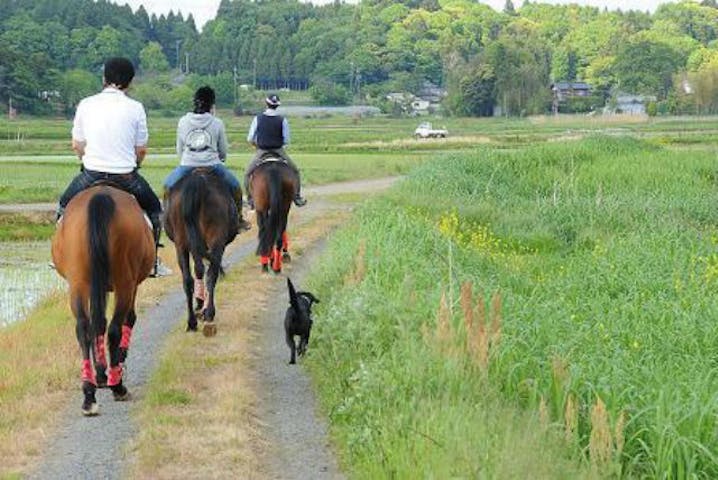 千葉 乗馬 馬と一緒お散歩ができる のんびり外乗散歩40分コース アソビュー