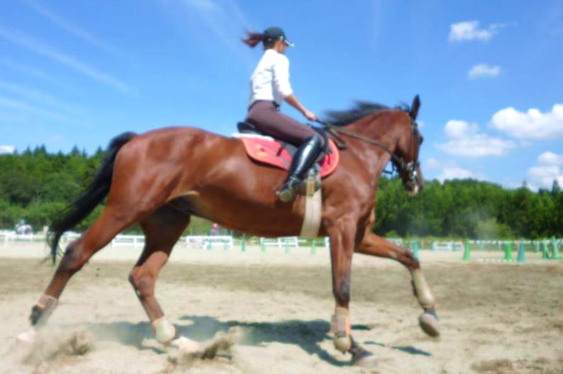 千葉 乗馬 50鞍以上の経験者専用 丁寧なレッスンで上達 アソビュー