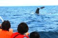 マッコウクジラは、8月・9月に高い確率で見ることができます。