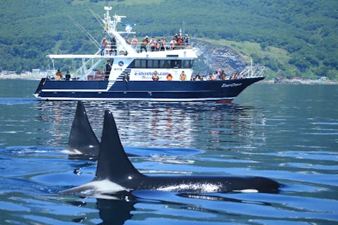 知床・羅臼　クジラ・イルカ・バードウォッチングクルーズ