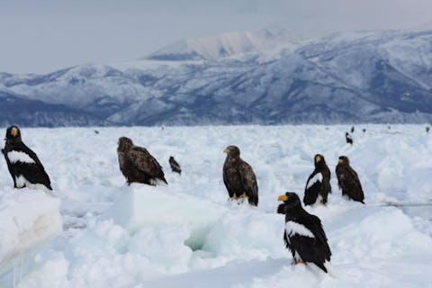 【知床・ガイドツアー】知床の魅力をお手軽に満喫！流氷＆バードウォッチングA