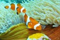 石垣島周辺の海では、サンゴ礁とカラフルな熱帯魚を見られます。南国らしい色鮮やかな海中風景です。