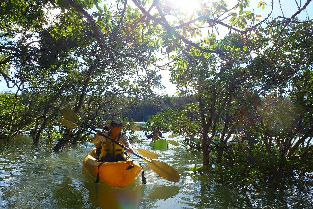 【沖縄・今帰仁村・カヤック】朝のマングローブをカヤックで散策。湧き水散策なし。モーニングカヤック2時間