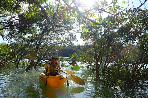 【沖縄・今帰仁村・カヤック】モーニングカヤック(朝のマングローブカヤックツアー) 1時間30分。ジャングリアへ行く前にカヤック体験！