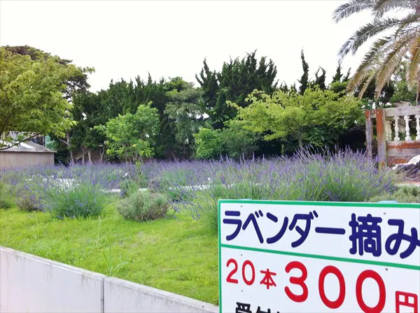 千葉 銚子 ハーブ摘み体験 プレゼントにもおすすめ 気軽に楽しめます アソビュー