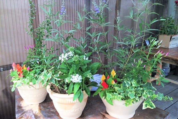千葉 銚子 寄せ植え 季節の花や観葉植物を自由に植えよう ミニチュアガーデニング体験 アソビュー
