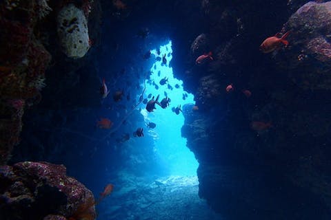 【半日・体験ダイビング】初心者大歓迎！ベテランガイドが安全にご案内！(2ボート）