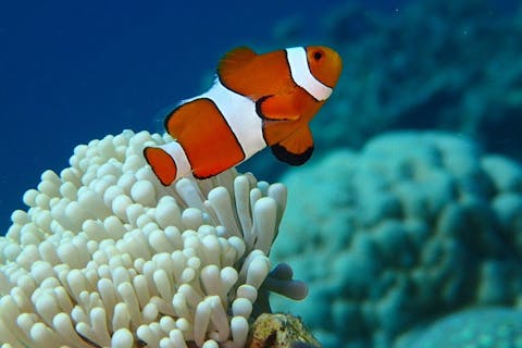 【ファンダイビング】島生まれ・島育ちのガイドが川平の海を楽しくご紹介！（2ボート）