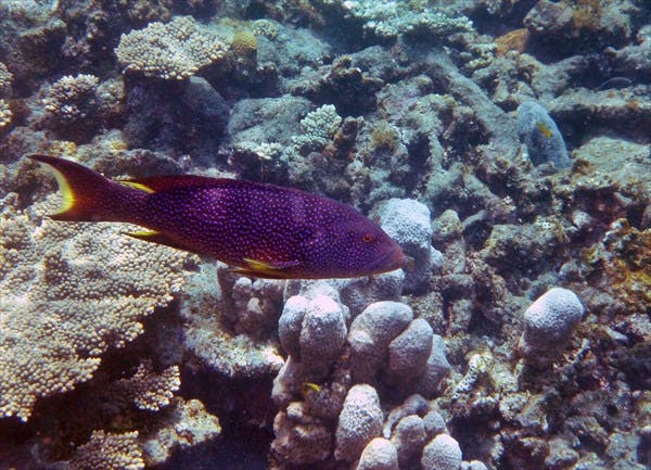 【小笠原・ビーチ体験ダイビング】珊瑚礁の海と色とりどりの魚をウォッチングしよう