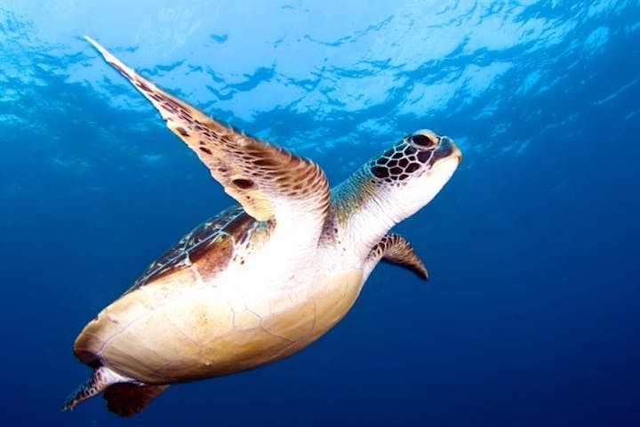 屋久島ダイビングガイド マリンクラブカイオロヒア