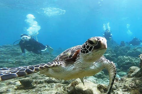 【屋久島・体験ダイビング】初心者も安心！屋久島の海で体験ダイビング（半日・動画撮影付き）