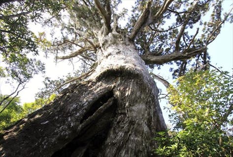 【モッチョム岳トレッキング】海を見渡す眺望と、巨大な万代杉！