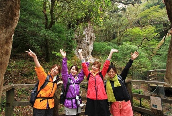 【縄文杉トレッキング】屋久島が世界に誇る巨木に会いに行こう！